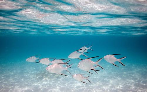 �D���R���Z��ָ��ϵ�y֪����