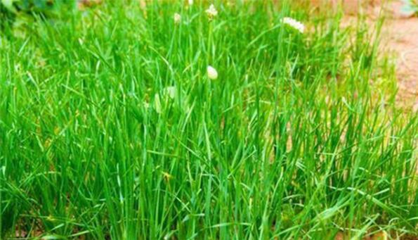 �D���WУʳ�Þ�ʲô��ֹ�o�W���Ծ²ˣ�