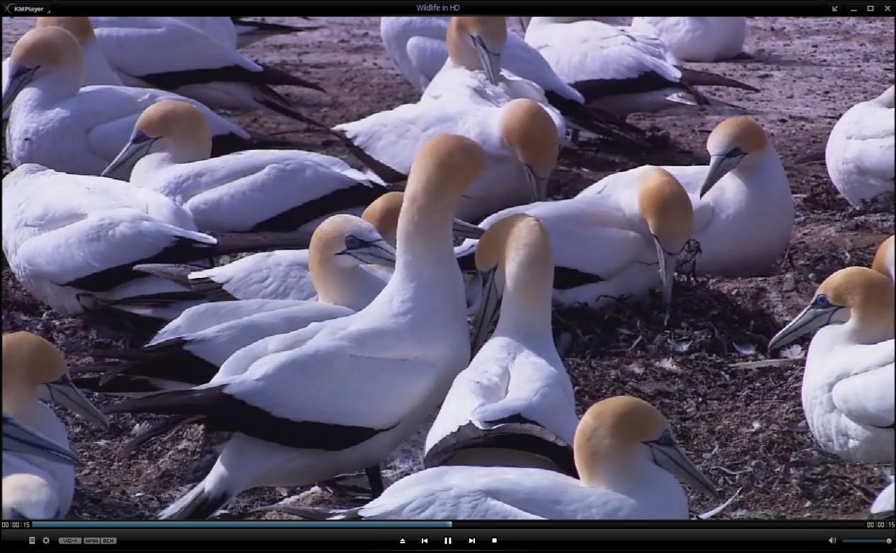 KMPlayer�������Ĳ��@����Ԕ����B