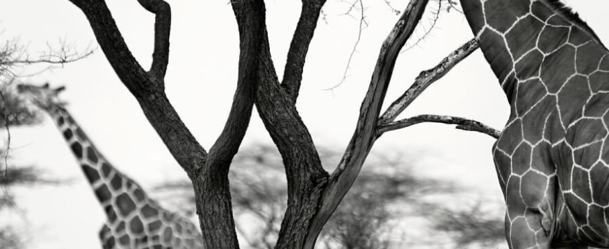 Zoner Photo Studio Xģ�K�����̌W